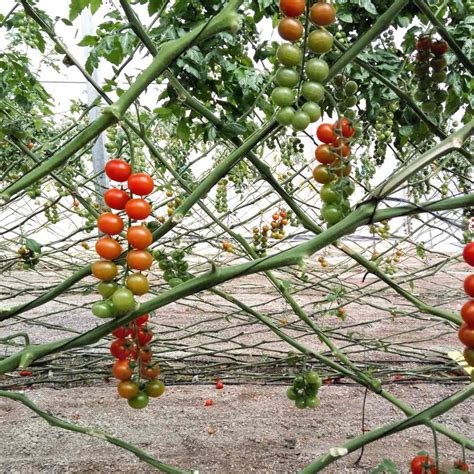 Staking tomato plants, 5 ways so they won't fall but .